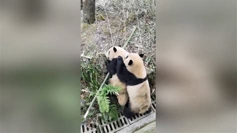 Pandas Vicious Fight Broken Up With Apples Youtube