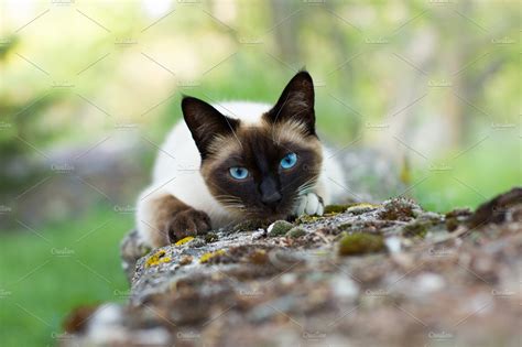 Siamese Cat Hunting High Quality Animal Stock Photos ~ Creative Market