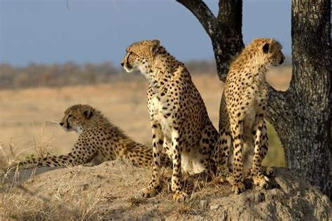 Over 20 Asiatic Cheetahs Sighted In North Central Iran Tehran Times