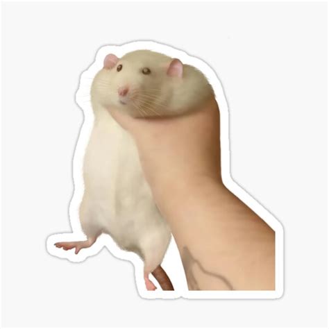 Hamster Meme Pfp Hearts Hamster Meme Reaction