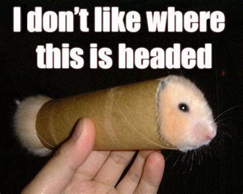 76 Funny Hamster Wallpapers