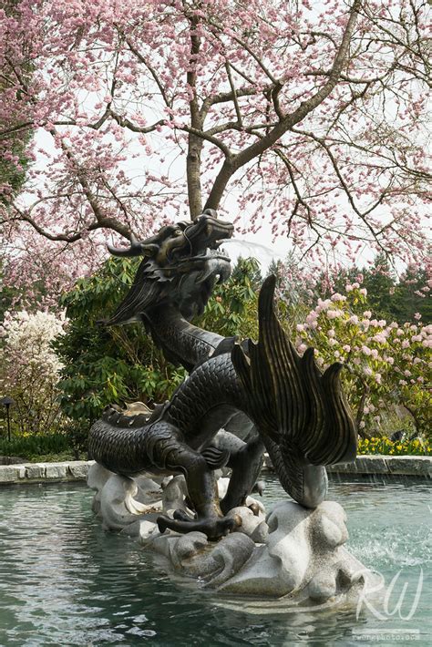 Dragon Fountain And Cherry Blossoms At The Butchart Gardens Vancouver