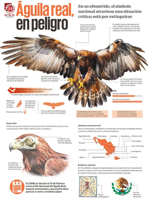 Top 65 Imagen Cuales Son Las Caracteristicas Del Aguila Real Abzlocalmx