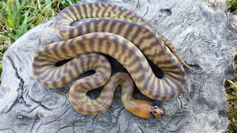 Aussie Reptiles Tanami Woma Pythons