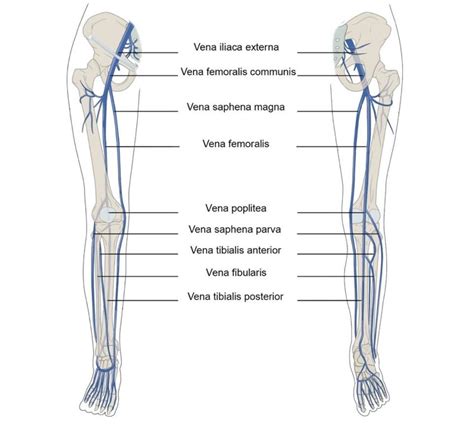 Venous Anatomy Lower Extremity