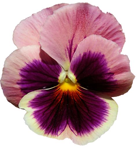 Pink And Purple Pansy By Jeanicebartzen27 On Deviantart