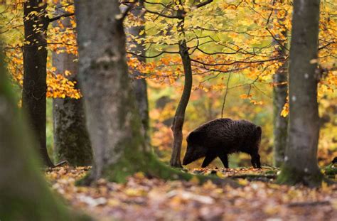 Angesichts der hochdynamischen entwicklung der infektionszahlen hat die landesregierung die dritte pandemiestufe ausgerufen. Landwirtschaftsminister Peter Hauk: Trotz Corona - Jagden ...