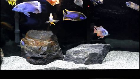 110 Gallon African Cichlid All Male Peacock And Hap Tank Youtube