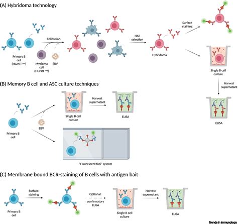 Single B Cell Technologies For Monoclonal Antibody Discovery Trends In