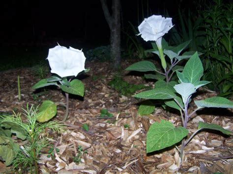Flowers on the moon by billy chapata. Ghetto Gardens: Moon Plant Blooms 2011