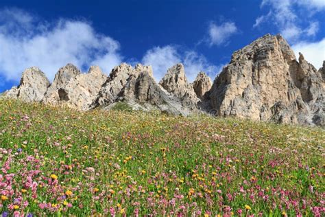 Alpe Di Siusi Resort With Spring Yellow Dandelions Dolomites Italy