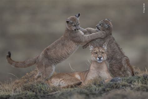 Les Plus Belles Photos Danimaux Sauvages ⋆