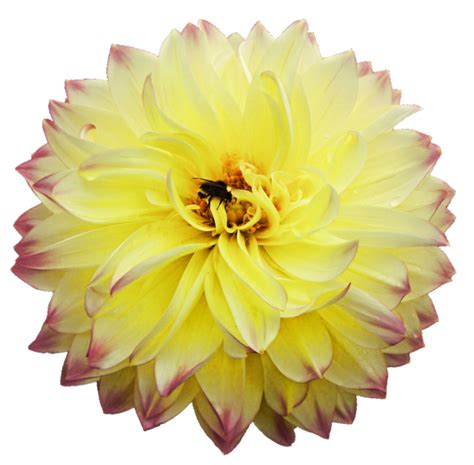 Dahlia Png Picture Png Mart