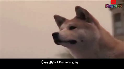 ‫قصة وفاء كلب أبكت العالم أروع كلب في العالم‬‎ Youtube