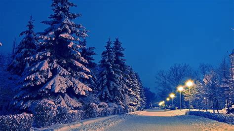 1170x2532px Free Download Hd Wallpaper Snow Covered Trees Winter