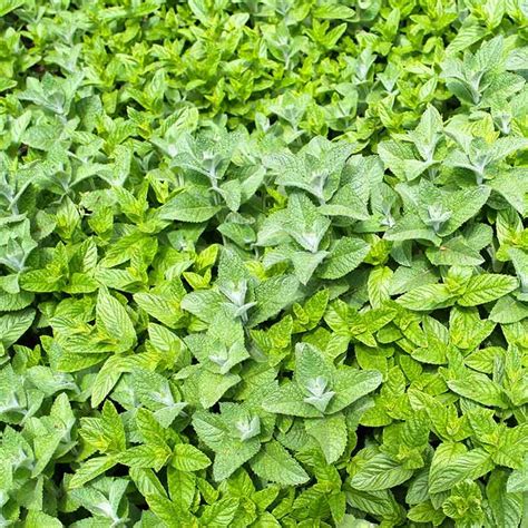Buy Ginger Mint From £250 2022 Plant Sale