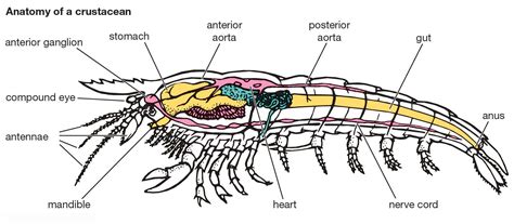 Anatomy Of A Lobster Anatomical Charts And Posters