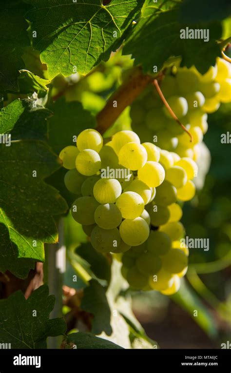 Chardonnay Wine Grapes Stock Photo Alamy