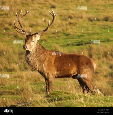 A Majestic Red Deer Stag At The Highland Wildlife Park Kincraig