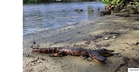 A 2 Headed Gator In Seminole Heights