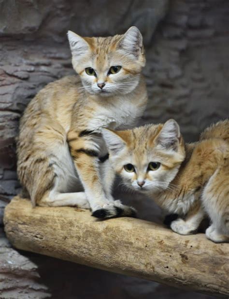 11 Super Cute Sand Cat Facts Fact Animal