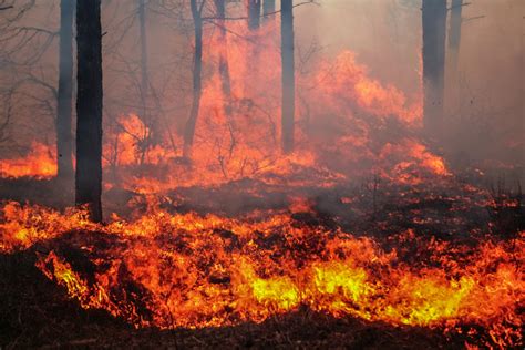 Rising Drought And Wildfire Concerns In Florida Southeast Agnet