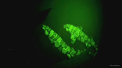Swell Sharks Glow In The Dark The Sharks Absorb Blue Light And