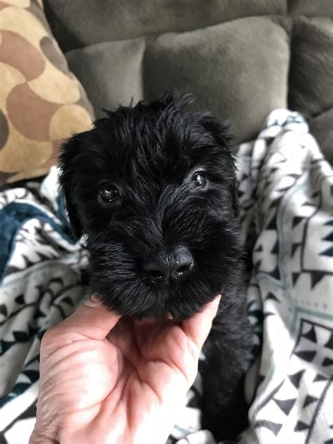Giant Schnauzer Puppies For Sale Mitchell In 238518