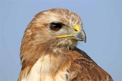 Hawks In Michigan 9 Species Youve Just Got To See