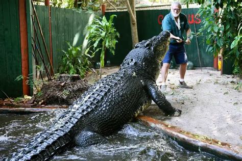 5 Largest Crocodiles In The World