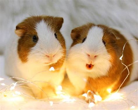 235 Cute And Funny Guinea Pig Names Animal Hype