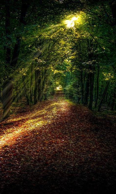 Download Wallpaper 480x800 Forest Autumn Path Sunlight Nokia X X2