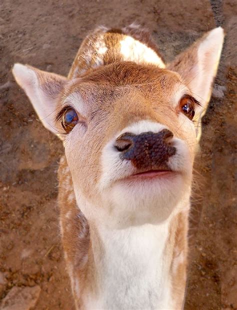 Hd Wallpaper Deer Whitetail Fawn Doe Buck Animal Cute Baby