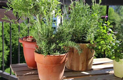 Stuck At Home Grow An Israeli Herb Garden On Your Balcony Israel21c