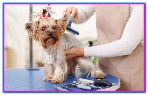 Choose from variety of small pets for sale. Self Grooming For Dogs Near Me - Find convenient self-wash ...