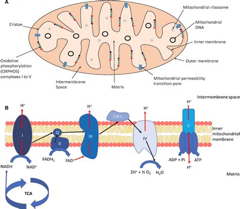 Key Features Of Mitochondrial Structure And Function Of The Etc Key