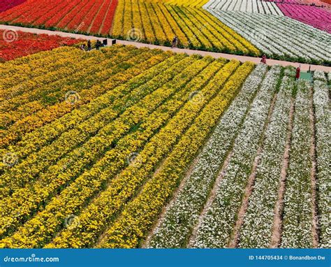 Aerial View Of Carlsbad Flower Fields Editorial Stock Image Image Of