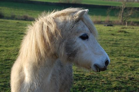 Falabellas — Die Kleinsten Ponys Der Welt Staunenet