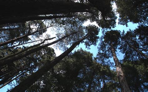 Nature Trees Forest Woods Tops Trunk Sky Wallpapers Hd Desktop