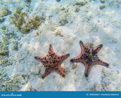 Orange Starfish Couple On Sandy Sea Bottom Underwater Photo Of Star