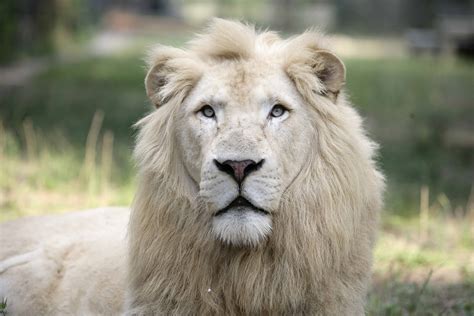 A White Lion At Jungle Island Photo Courtesy Of Jungle Island