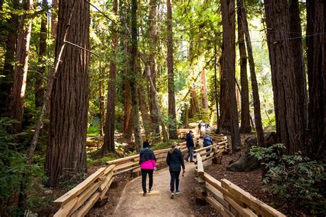 California State Parks And Save The Redwoods League To Reopen Fully