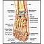 Anatomy Of The Foot And Ankle  OrthoPaedia