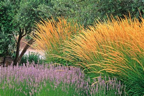 California Landscaping Ornamental Grasses Drought Tolerant Garden