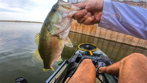 Summertime Bass Fishing These Fish Were Shallow Bass Manager The