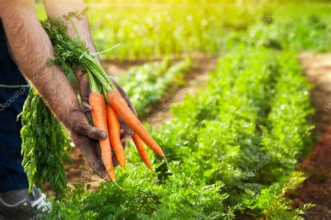 Carrots In Farmer Hands Carrot Picking — Stock Photo © Cherriesjd