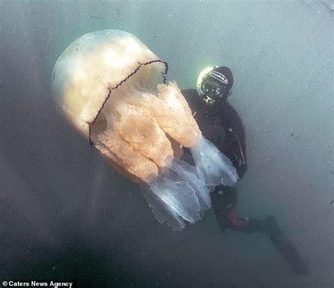 A Massive Human Sized Jellyfish Found Branded Sports