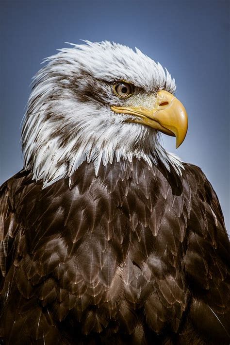 Eagles normally build their nests in tall trees or on high cliffs. 236 best AMERICAN EAGLE. images on Pinterest | Birds of prey, Beautiful birds and Eagles