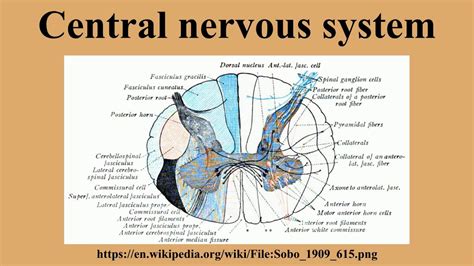 The cns is differentiated from the peripheral nervous system, which involves all of the nerves outside of the brain and spinal cord that carry messages to the cns. Central nervous system - YouTube