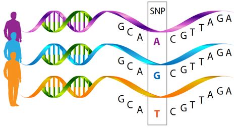 Snp Of The Week This Week We Look At The Genetics Of By Patrick